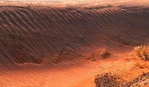 Ribs of the dunes 